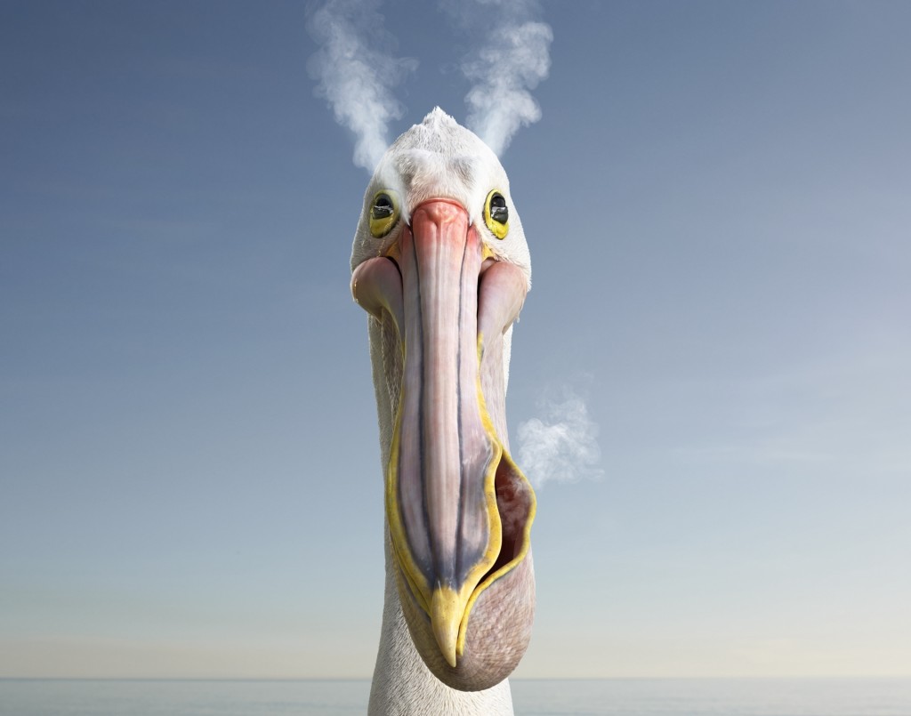 raw_cream_kfc_pelican.jpg